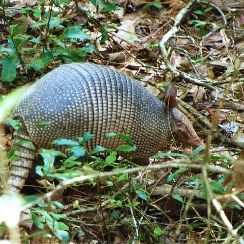 thumbnail for publication: Wildlife of Florida Factsheet: Nine-banded Armadillo